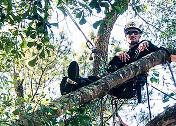 Tallahassee Tree Services Pro Tree Service