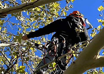 Provo Tree Services Provo Tree Experts