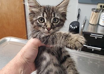 Pueblo Veterinary Clinics Pueblo Small Animal Clinic