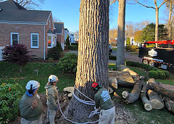 Stamford Tree Services Pulla Tree Services, LLC