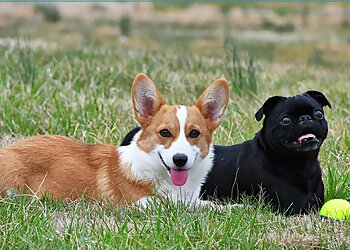 Minneapolis Dog Walkers Pup Culture Dog Walking and Pet Sitting