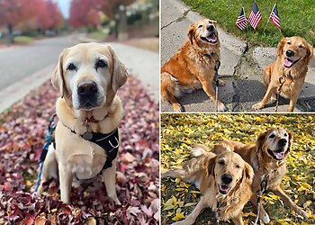 Minneapolis Dog Walkers Pup Culture Dog Walking and Pet Sitting