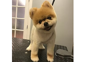 Oceanside Pet Grooming Pup Culture Pet Spaw