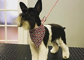 Oceanside Pet Grooming Pup Culture Pet Spaw