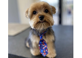 San Bernardino Pet Grooming Pup N Suds Dog Grooming