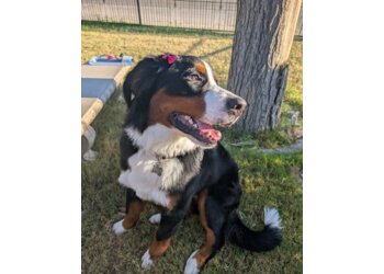 El Paso Pet Grooming Puppy Love Grooming