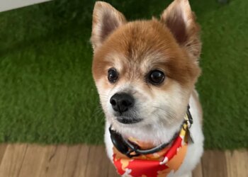 El Paso Pet Grooming Puppy Love Grooming