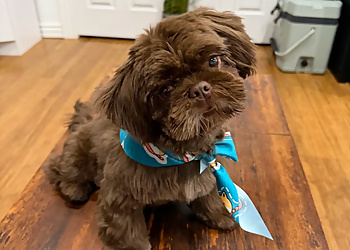 El Paso Pet Grooming Puppy Love Grooming