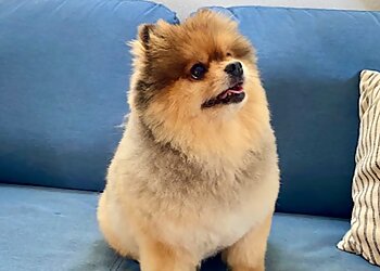 Los Angeles Pet Grooming Puppy Love Pet Spa