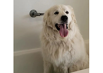 Olathe Pet Grooming Pups-N-Suds Olathe