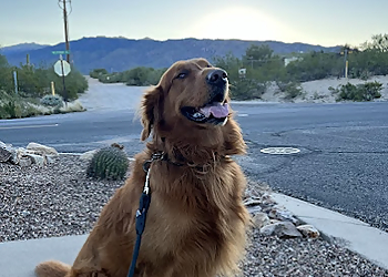 Pura Vida Pet Care - Tucson, AZ Dog Walkers - Service Image