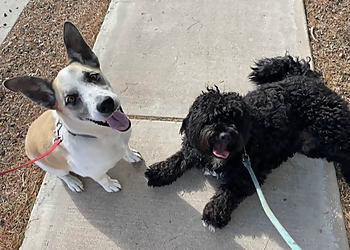 Pura Vida Pet Care - Tucson, AZ Dog Walkers - Service Highlights