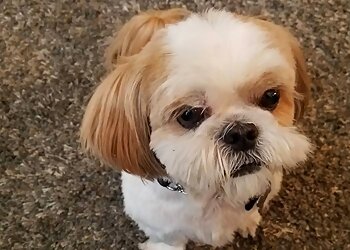 Henderson Dog Walkers Purr-Fect Pet Sitting