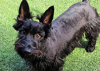 Henderson Dog Walkers Purr-Fect Pet Sitting