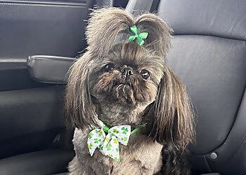 Aurora Pet Grooming PurrFurred Pet Boutique