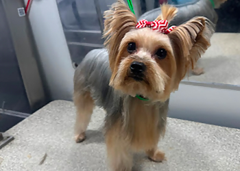 Miramar Pet Grooming Purrfect Grooming