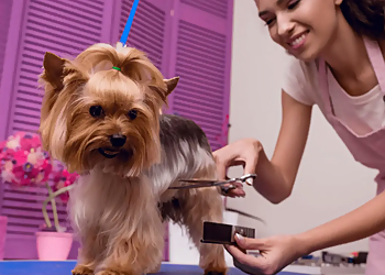 Miramar Pet Grooming Purrfect Grooming