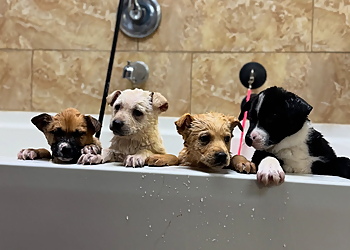 Lancaster Pet Grooming Purrfectly Pampered Paws Salon And Spa