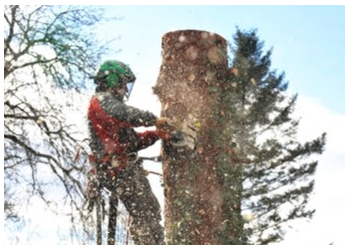 Putegnat Tree Service