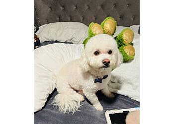 Ontario Pet Grooming Q Pet Grooming