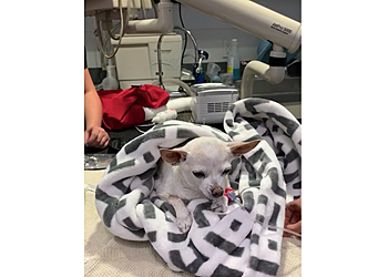 Irvine Veterinary Clinics Quail Animal Hospital