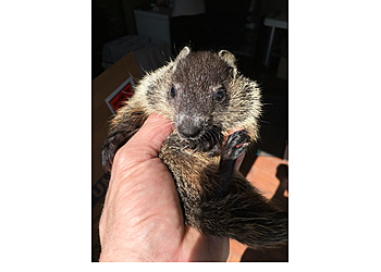 Yonkers Animal Removal Quality Pro Pest & Wildlife Services Inc.