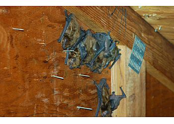 Yonkers Animal Removal Quality Pro Pest & Wildlife Services Inc.