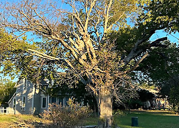 Denton Tree Services Quality Tree Service DFW