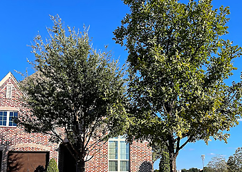 Denton Tree Services Quality Tree Service DFW