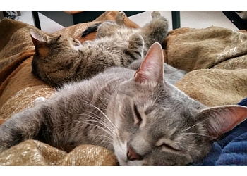 Quartet Veterinary Specialty - Cary, NC Veterinary Clinics - Service Highlights
