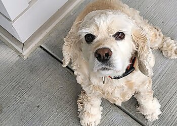 Charlotte Dog Walkers Queen City Petsitting