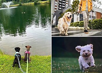Charlotte Dog Walkers Queen City Petsitting