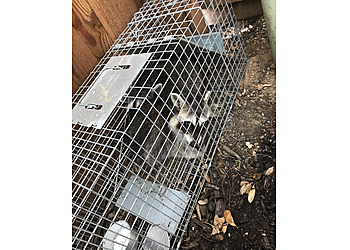 Carrollton Animal Removal Quick Capture Animal Removal