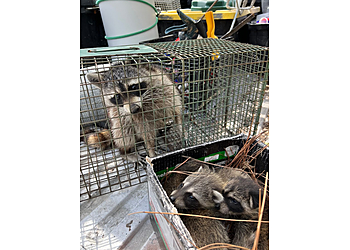 3 Best Animal Removal in Jacksonville, FL - ThreeBestRated