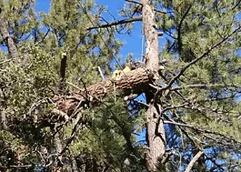 Victorville Tree Services R & J Tree Service, Inc.