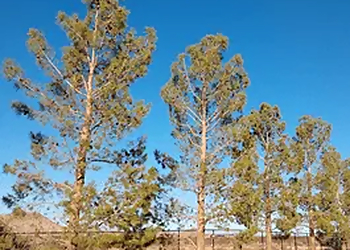 Victorville Tree Services R & J Tree Service, Inc.