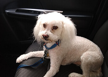 Stockton Pet Grooming Rain N Cats N Dogs