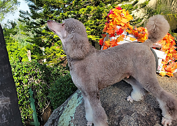 Escondido Pet Grooming Raining Cats & Dogs