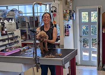 Escondido Pet Grooming Raining Cats & Dogs