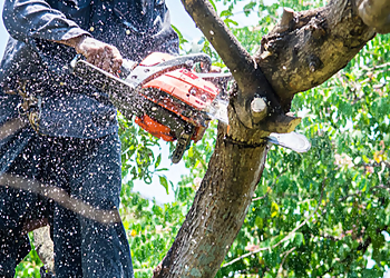 Burbank Tree Services Rancho Landscape & Tree Care