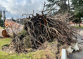 Burbank Tree Services Rancho Landscape & Tree Care