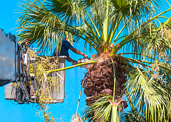 Rancho Landscape & Tree Care Burbank Tree Services image 1
