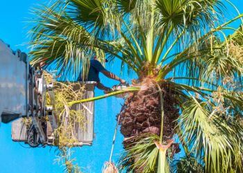 Rancho Tree Care Burbank Tree Services