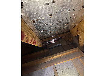 Dallas Animal Removal Rapid Rodent Removal