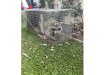 Dallas Animal Removal Rapid Rodent Removal