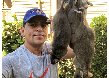 San Jose Animal Removal Rapid Rodent Removal