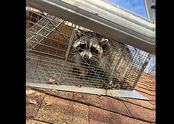 Baltimore Animal Removal Rapid Wildlife Control