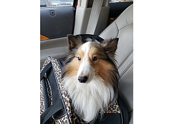 Pembroke Pines Veterinary Clinics Rasberry Animal Clinic