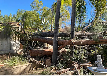 Murrieta Tree Services Raul's Tree Hauling Services