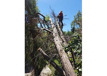Ray's Tree Services, INC Vallejo Tree Services